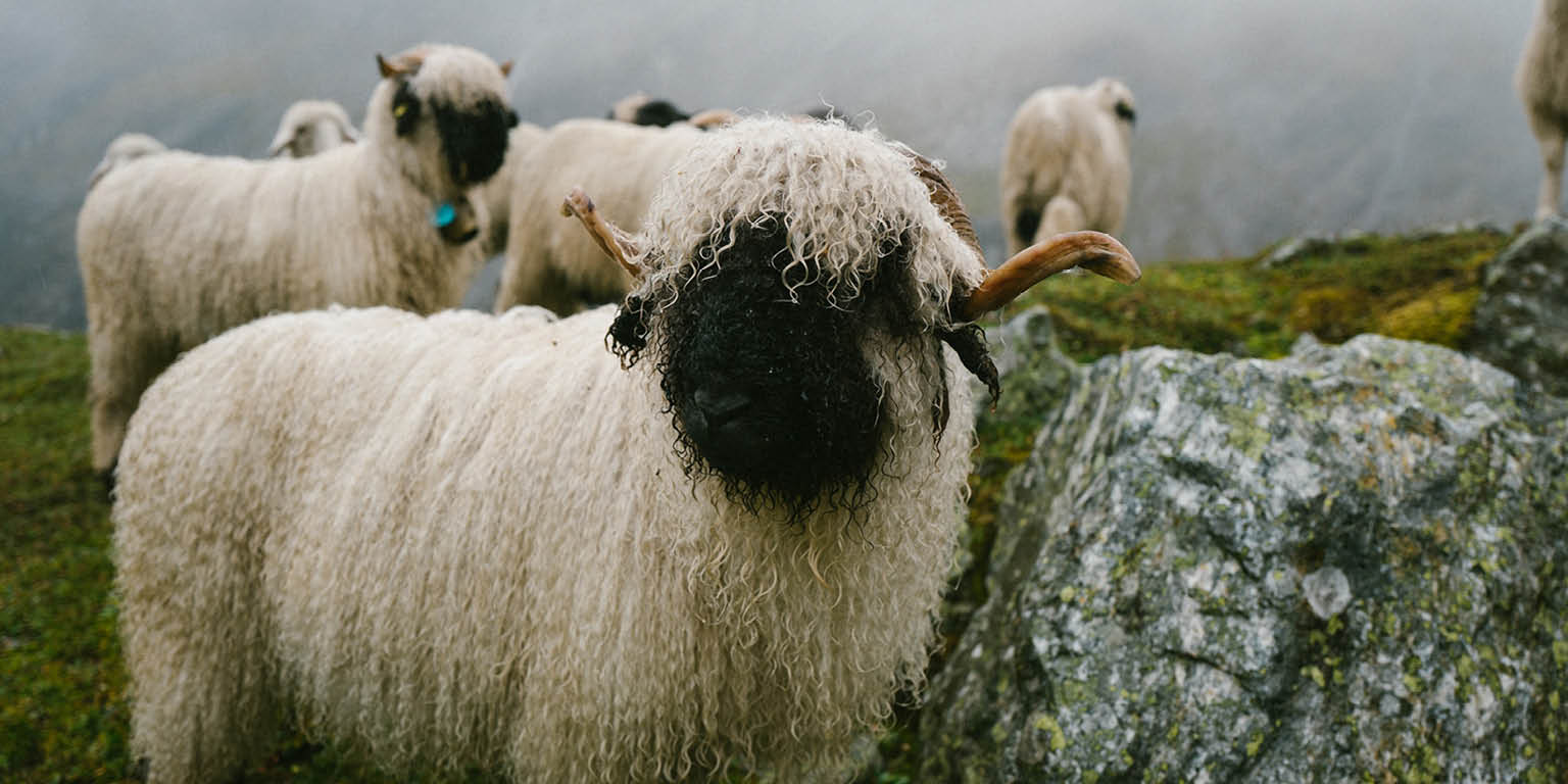 Schafe auf der Weide im Nebel